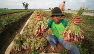 Petani saat panen bawang merah (foto : beritadaerah)