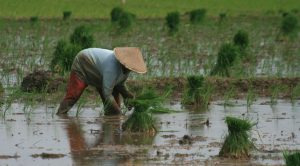 Petani menanam padi