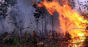 Cegah Kebakaran Hutan, Pemkot Balikpapan Imbau Warganya Tidak Membakar Sembarangan