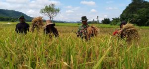 Warga panen padi / IST