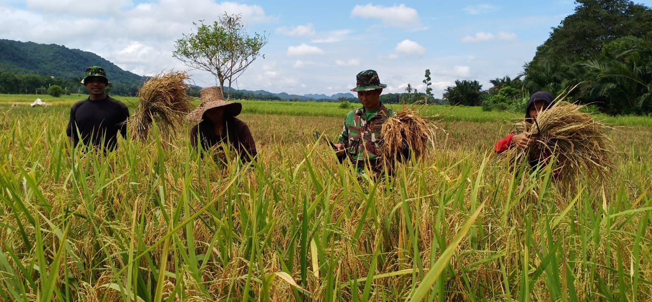Warga panen padi / IST