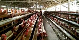Kementan bersama pemangku kepentingan sepakat menetapkan harga acuan nasional ayam ras hidup (livebird) sebesar Rp18.000 per kilogram, mulai berlaku 19 Juni 2025.