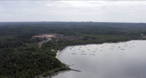 Mangrove di Teluk Balikpapan / FWB