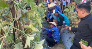 Wali Kota Panen Melon Golden, Jadi Eduwisata dan Ajak Masyarakat Manfaatkan Lahan Tidur