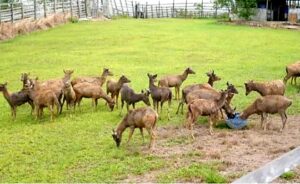Penangkaran Rusa Sambar di PPU / inibalikpapan