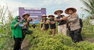 Panen Cabai Bersama di PPU Dalam Rangka Gerakan Nasional Pengendalian Inflasi Pangan