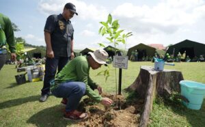 Pertamina Patra Niaga Regional Kalimantan memberikan bantuan berupa 100 bibit pohon Tabebuya dan 10 mesin pemotong rumput untuk Wisata Alam Bukit Kebo, Sabtu (8/2).