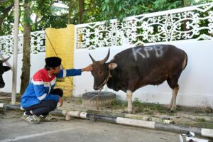 PT Kilang Pertamina Balikpapan (KPB) ikut ambil bagian dengan menyalurkan hewan kurban ke masyarakat di sekitar proyek RDMP Balikpapan dan Lawe-Lawe, Penajam Paser Utara (PPU)
