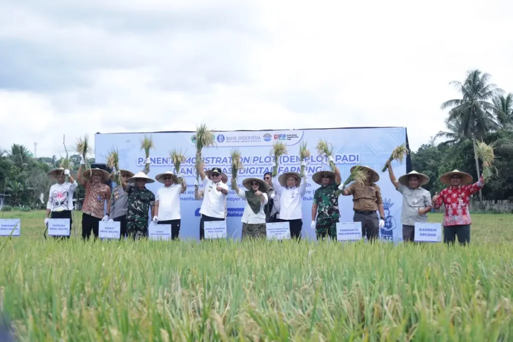 Panen Demonstration Plot (Demplot) padi di Gapoktan Bukit Biru, Kutai Kartanegara (Kukar), Jumat (12/9/2025). / Pemprov Kaltim