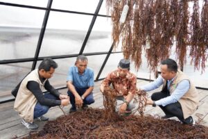 PLN Dorong Sentra Rumput Laut Modern Tihi-Tihi, Produktivitas Tembus 6 Ton
