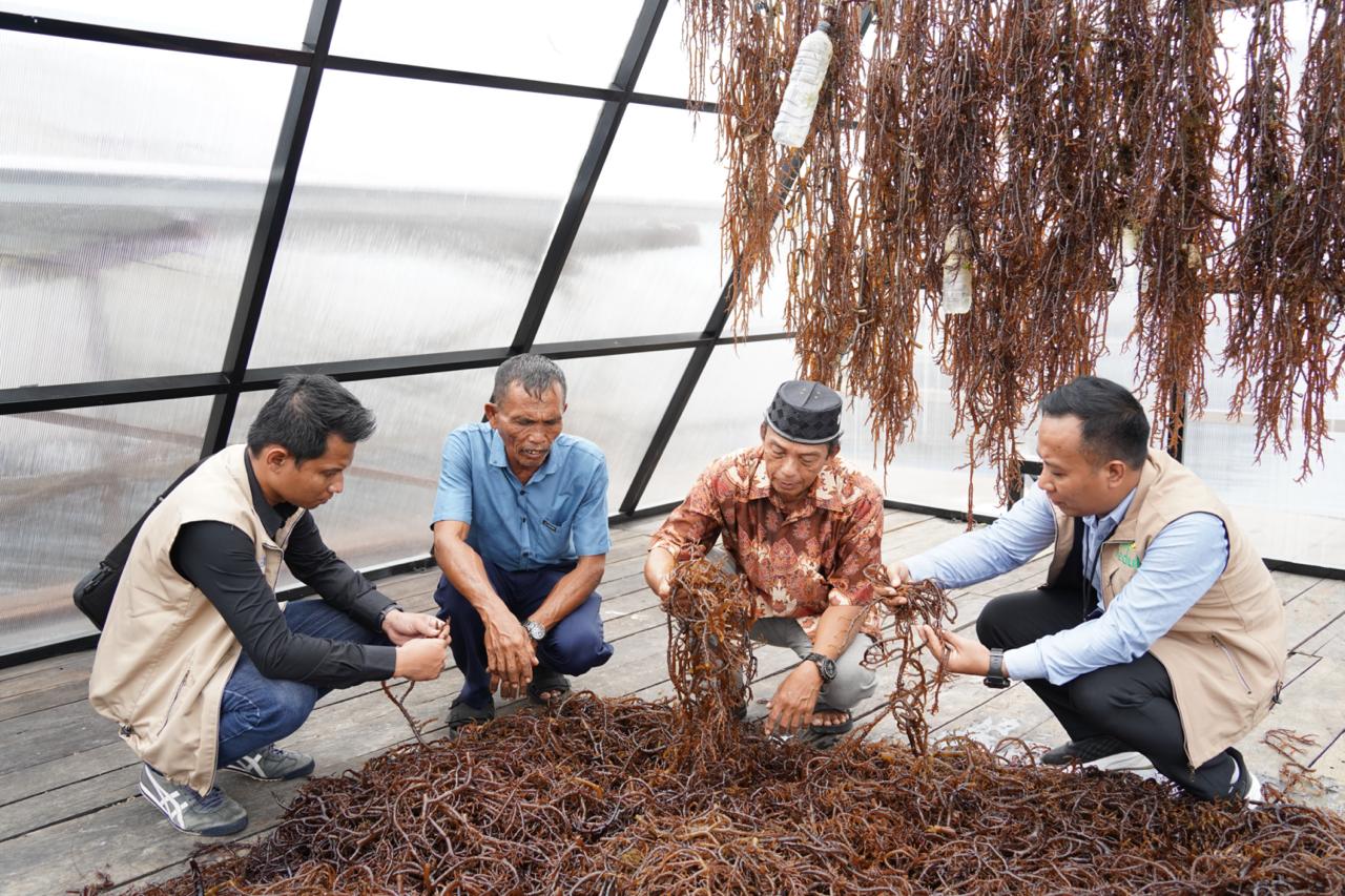 PLN Dorong Sentra Rumput Laut Modern Tihi-Tihi, Produktivitas Tembus 6 Ton