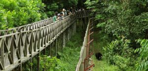 Beruang Madu di Agrowisata KM 23 Balikpapan (foto : KWPLH Balikpapan)