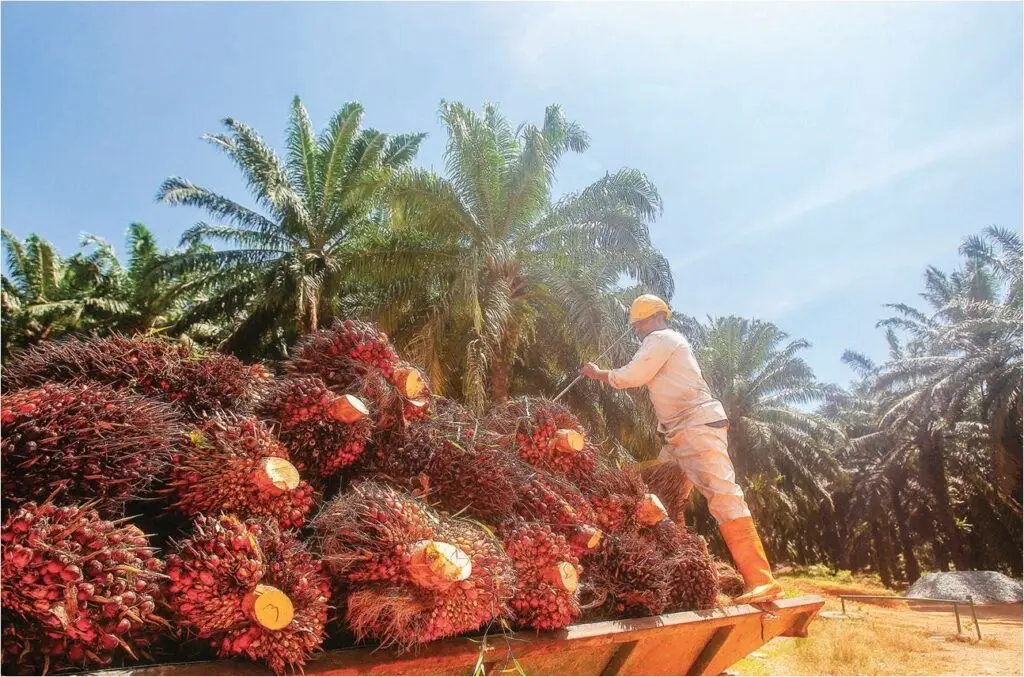 Kelapa Sawit (foto : Pemprov Kaltim)
