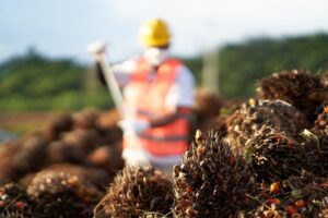 Palma Serasih mencetak laba bersih Rp442,8 miliar sepanjang 2025, naik 26,3 persen.