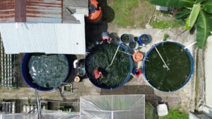 Kolam bioflok binaan Pertamina Patra Niaga di Desa Girimukti, PPU, yang berhasil menghasilkan panen perdana 80 kilogram ikan nila.