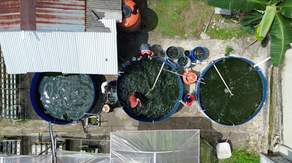 Kolam bioflok binaan Pertamina Patra Niaga di Desa Girimukti, PPU, yang berhasil menghasilkan panen perdana 80 kilogram ikan nila.