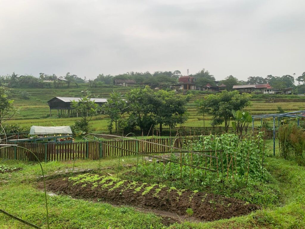 Hamparan lahan pertanian organik di Desa Penanggungan, Trawas, Mojokerto, yang mulai dikembangkan dengan konsep modern dan ramah lingkungan.