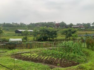 Hamparan lahan pertanian organik di Desa Penanggungan, Trawas, Mojokerto, yang mulai dikembangkan dengan konsep modern dan ramah lingkungan.