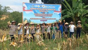 Balikpapan panen raya jagung di lahan pertanian RT 41 Kilometer 9, Kelurahan Karang Joang (foto : Inibalikpapan / Samsul)