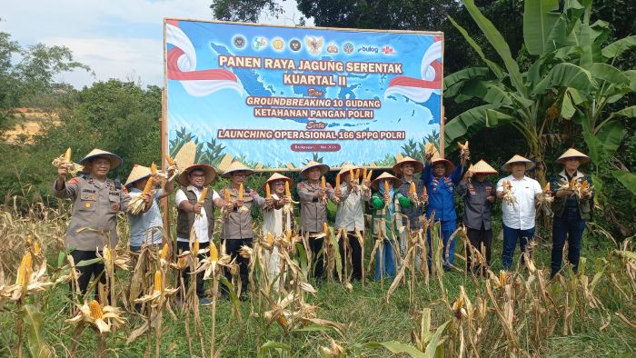Balikpapan panen raya jagung di lahan pertanian RT 41 Kilometer 9, Kelurahan Karang Joang (foto : Inibalikpapan / Samsul)