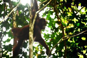 BKSDA Kaltim bersama KPHP Kelinjau dan COP resmi melepasliarkan tiga orangutan di Hutan Lindung Gunung Batu Mesangat, Selasa (23/6/2026).