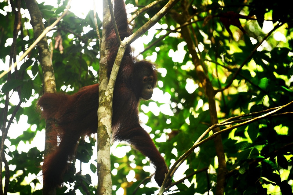 BKSDA Kaltim bersama KPHP Kelinjau dan COP resmi melepasliarkan tiga orangutan di Hutan Lindung Gunung Batu Mesangat, Selasa (23/6/2026).