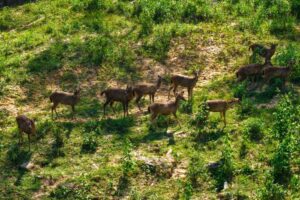 Beruang madu, lutung merah, rusa sambar serta berbagai jenis burung hutan kini semakin sering terpantau di kawasan Nusantara.