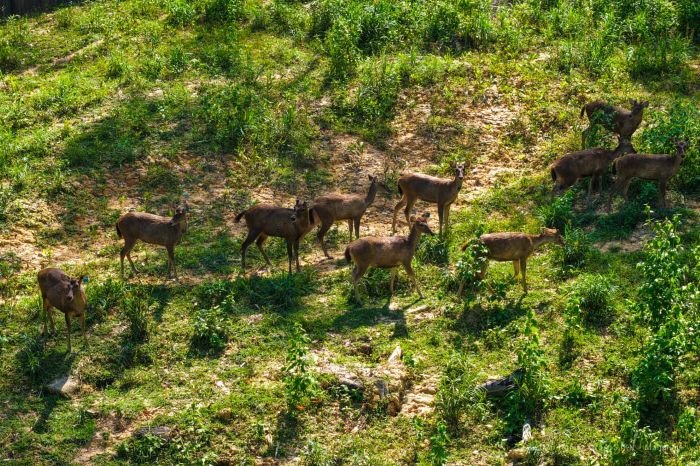 Beruang madu, lutung merah, rusa sambar serta berbagai jenis burung hutan kini semakin sering terpantau di kawasan Nusantara.