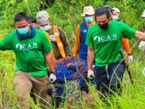 Sepanjang 2024, sebanyak 31 individu orangutan dievakuasi, sementara pada awal 2025 jumlahnya sudah menembus 37 individu hanya dalam dua bulan