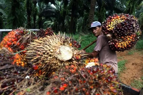 Kelapa sawit (foto : Pemprov)