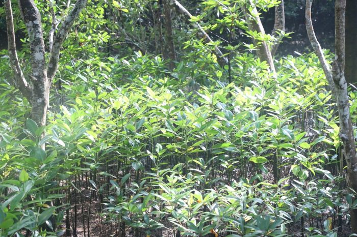 Mangrove Kaltim (foto : Pemprov)