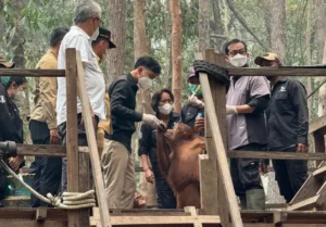 Wakil Presiden (Wapres) Gibran Rakabuming meninjau Pusat Rehabilitasi Orangutan Nyaru Menteng yang dikelola Borneo Orangutan Survival Foundation (BOSF). (foto : Setwapres)