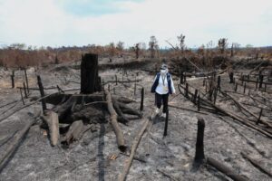 Ditemukan tebangan pohon dengan ukuran besar di kawasan Bukit Tengkorak di Taman Hutan Raya (Tahura) Bukit Soeharto (foto : Humas Otorita IKN)